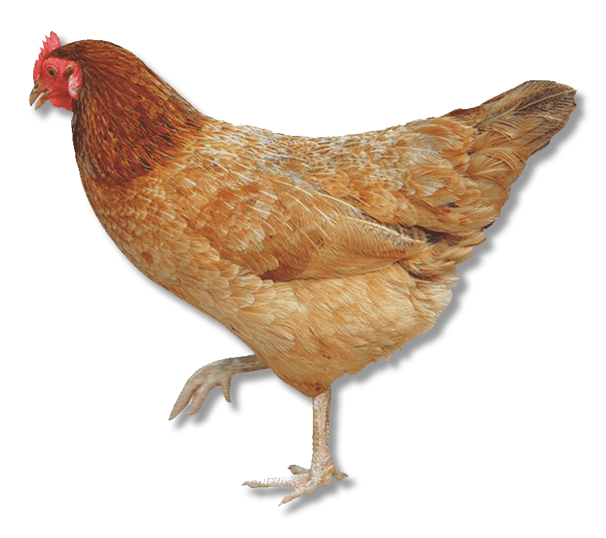 Csirke kép
